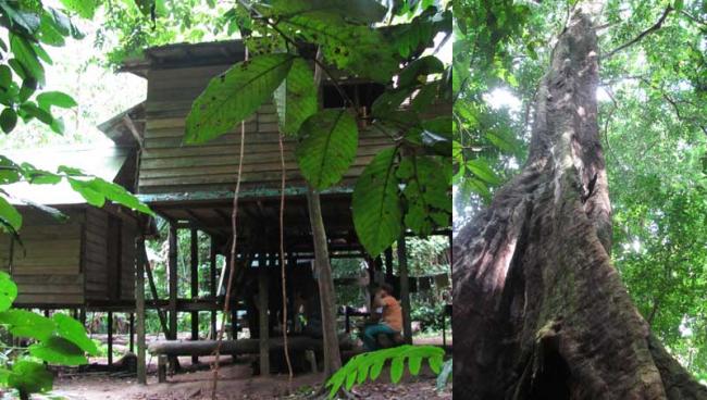 Trekking through rainforests Trekking through rainforests