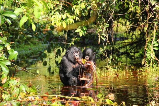 New study shows how complex bonobo communication is similar to that of human infants New study shows how complex bonobo communication is similar to that of human infants