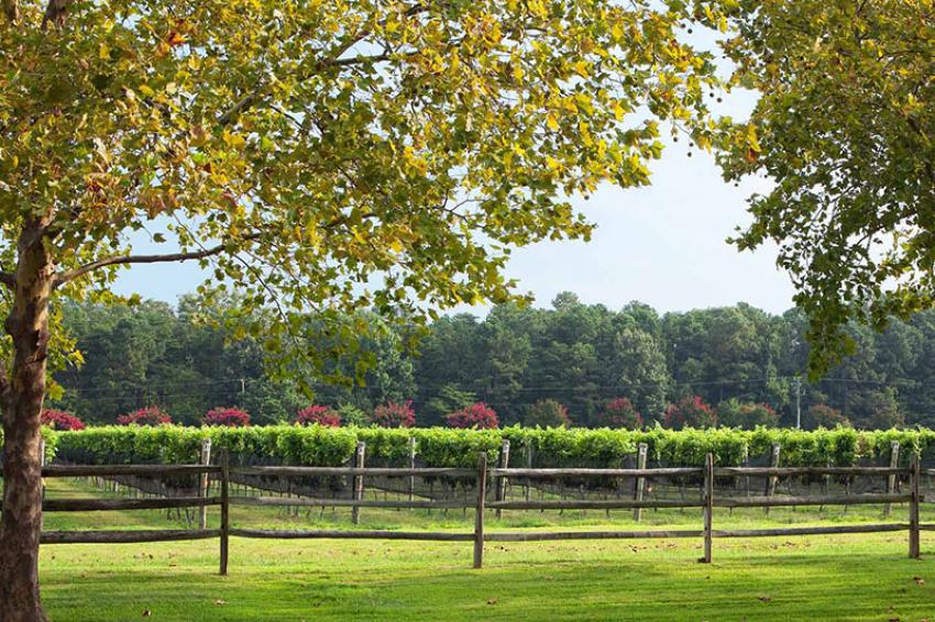 Virginia Celebrates Wine Month 