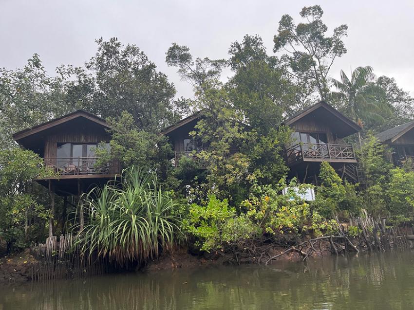 One of the most exciting experiences here is the Mangrove Discovery Tour across the mangrove jungle