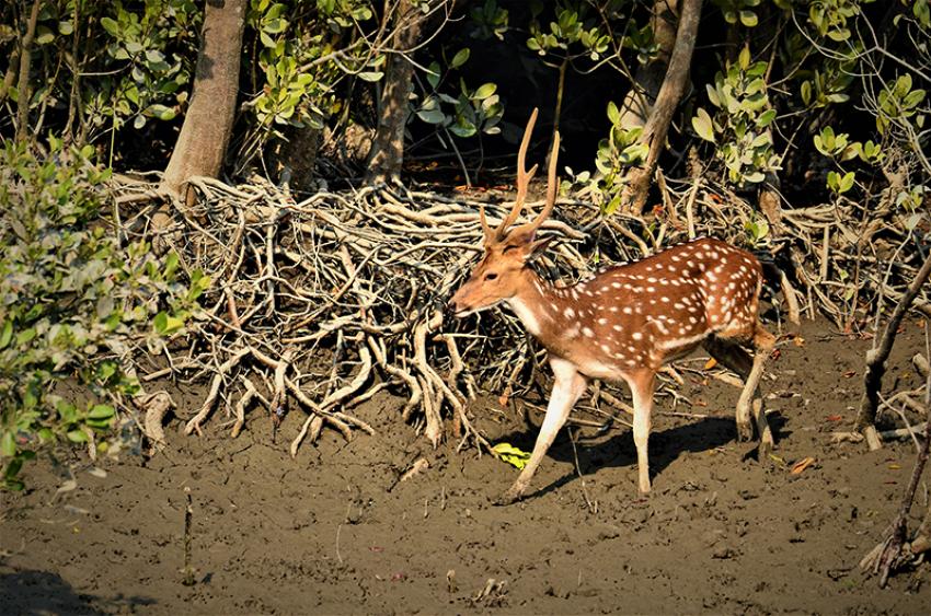 12 globally recognised Indian biosphere reserves that can be on your travel bucket list 12 globally recognised Indian biosphere reserves that can be on your travel bucket list