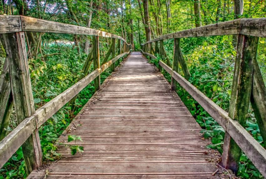 Bucket list: 12 boardwalks around the world for a closer look at nature