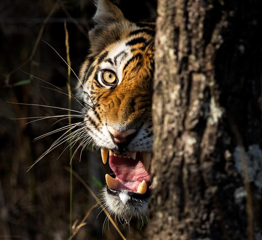 Madhya Pradesh: The Tiger State of India is  your best bet of catching up with the magnificent beast in the wild