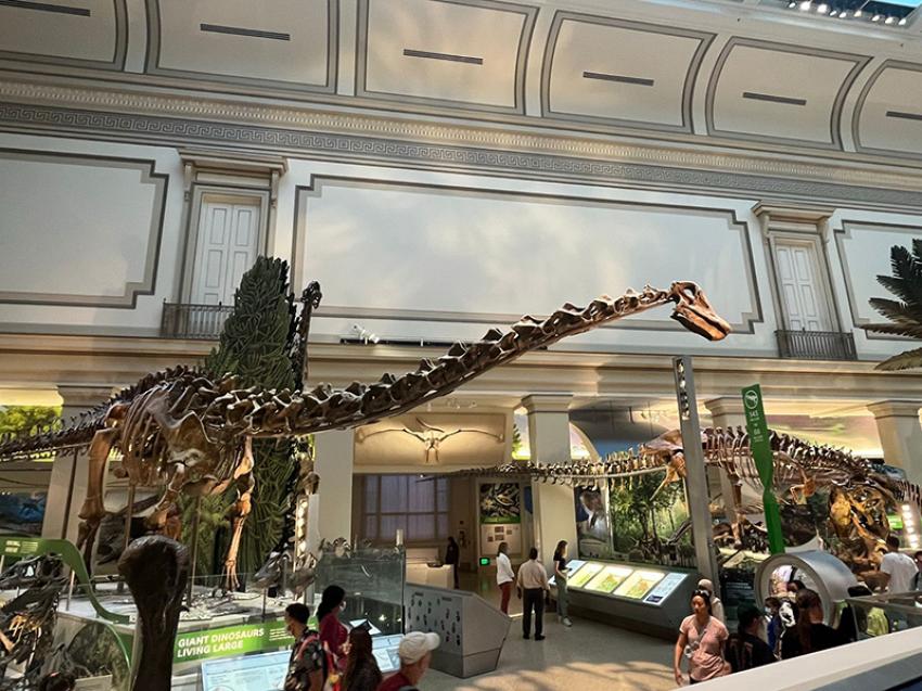 Image: Diplodocus is among the most easily identifiable dinosaurs, with its typical sauropod shape, long neck and tail, and four sturdy legs. The fossils of the dinosaur was discovered in 1877.