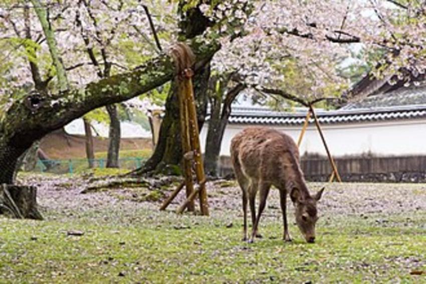 Nara Park