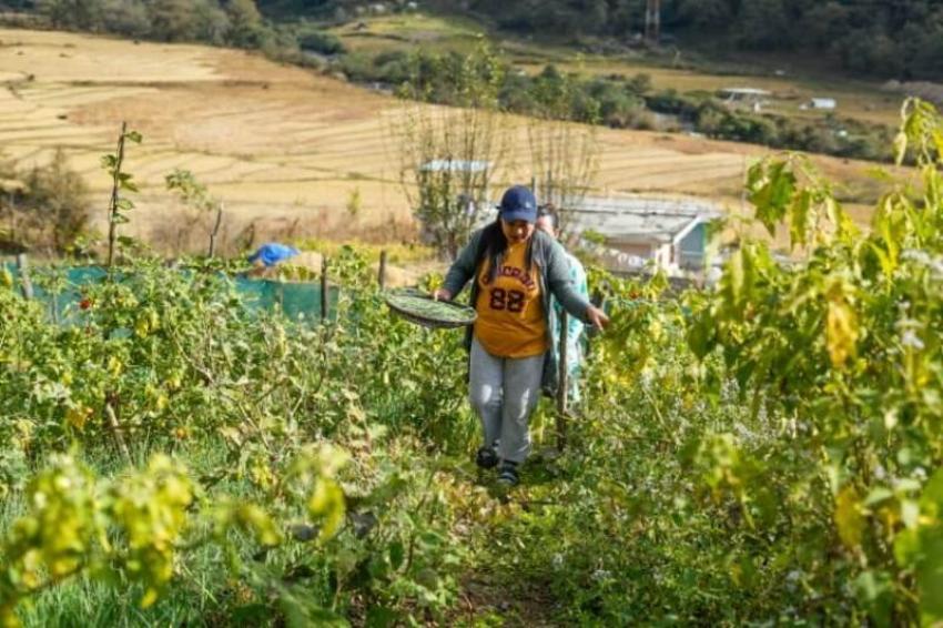 Monpa women foraging for ingredients. Image by Surajit Sharma.