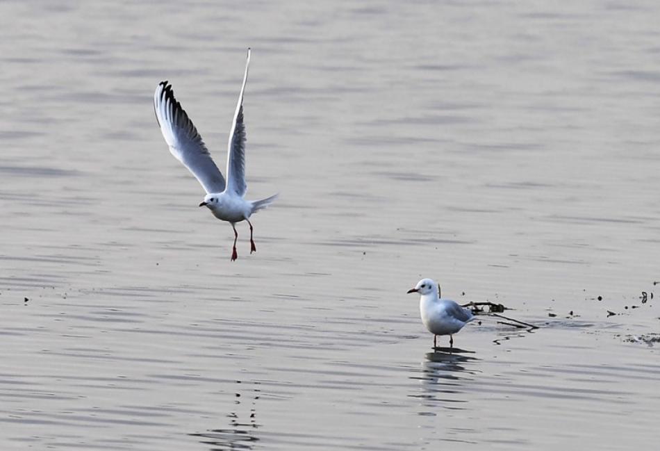 Images of the Day : Ulungur Lake National Wetland  ...