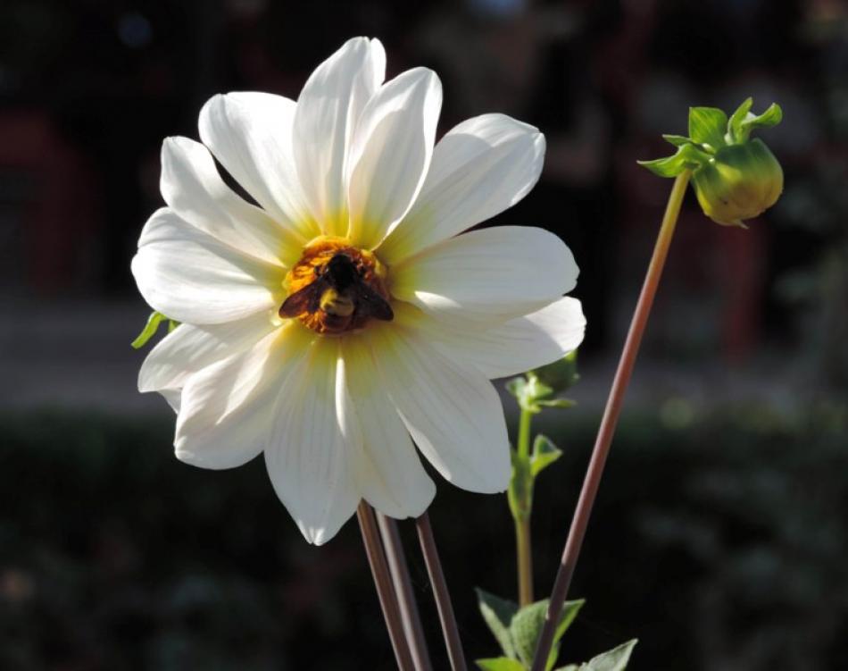 Images of the Day : Rose in a Garden Srinagar