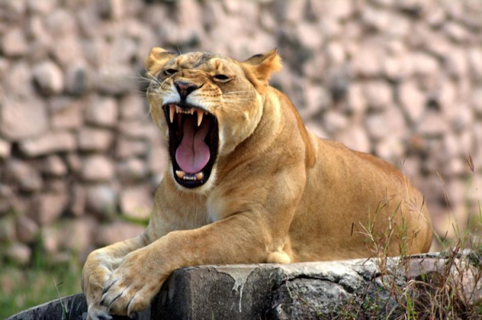 Images of the Day : Lion taking Sunbath