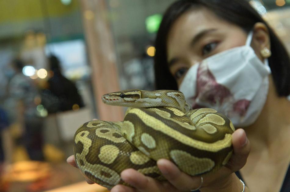 Images of the Day:Woman holds Ball python during P ...