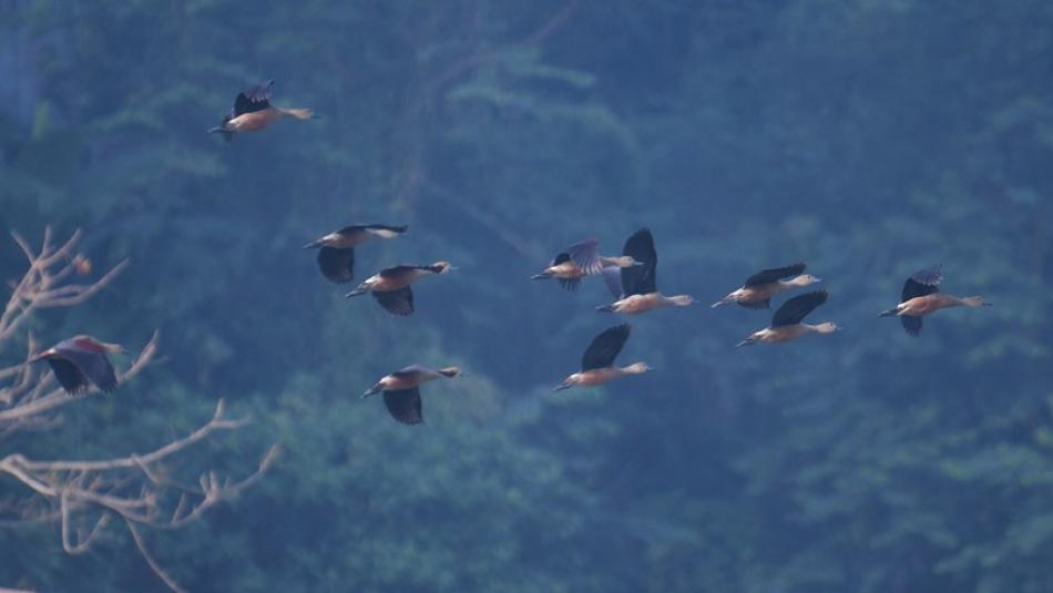Images of the Day: The flock of Siberian migratory birds arrives and flyingin the sky of Agartala