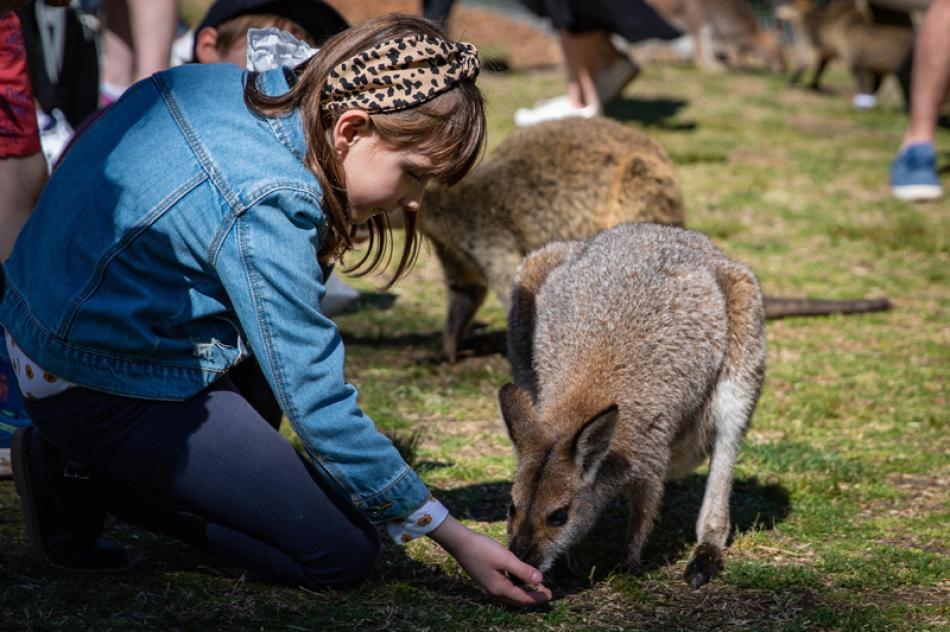 Images of the Day:A girl feeds a kangaroo in Symbi ...