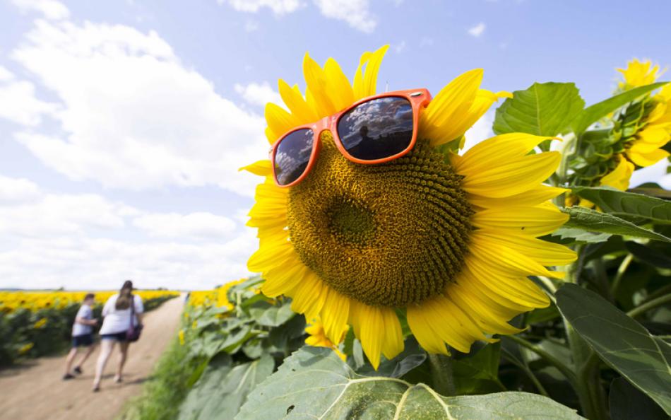 View of a sunflower with sunglasses at Davis Famil ...