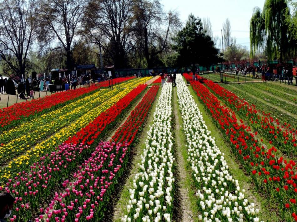 Tulip Festival in Kashmir NotInTown