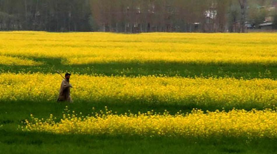 SPRING IN KASHMIR 