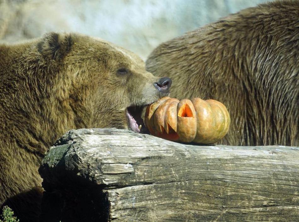 A brown bear eating pumpkin at Rome's Bioparco zoo