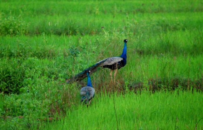 Lanka lore: Highway tales Lanka lore: Highway tales