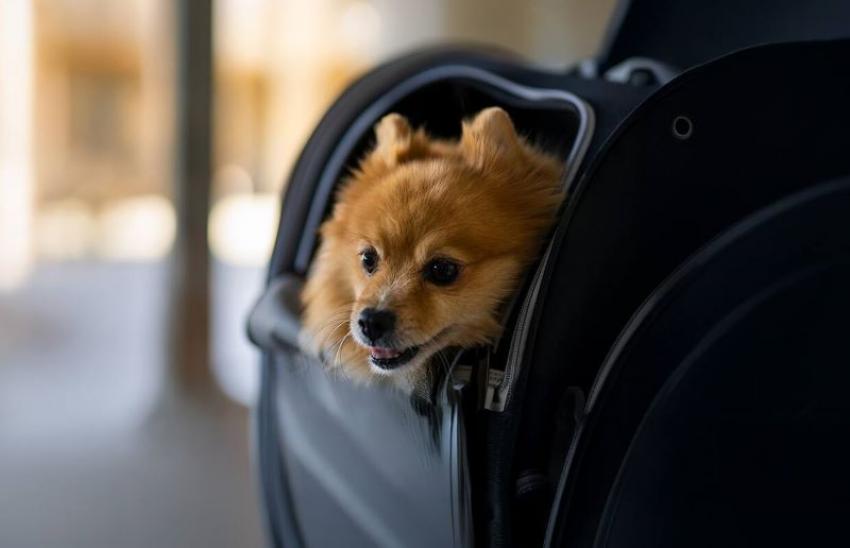 Planning to Fly with Your Pets? Etihad Airways Rolls Out Special Offer on Pets Onboard Service