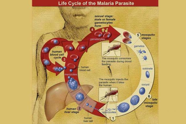 Drug resistant malaria is a major problem in SE Asia : Expert Drug resistant malaria is a major problem in SE Asia : Expert