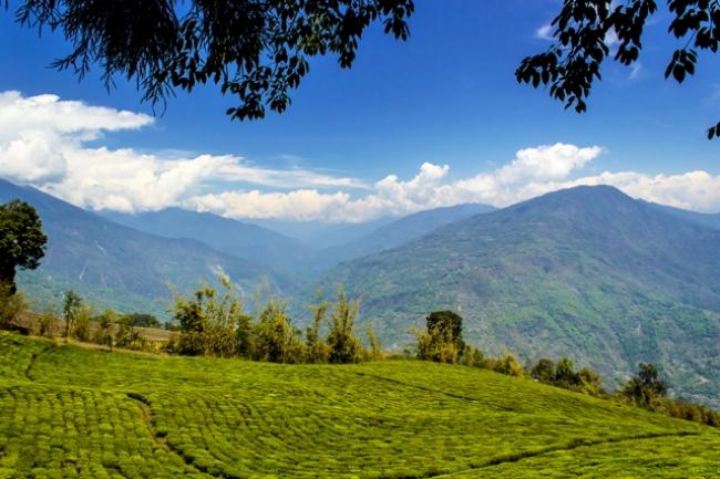 Temi Tea of Sikkim to represent Indian industry at Las Vegas World Tea Expo Temi Tea of Sikkim to represent Indian industry at Las Vegas World Tea Expo