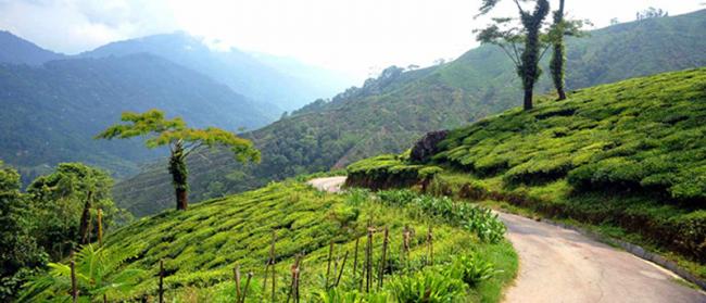 Andrew Yule’s Mim White Dew Tea fetches record price, bought by Tea Box Andrew Yule’s Mim White Dew Tea fetches record price, bought by Tea Box