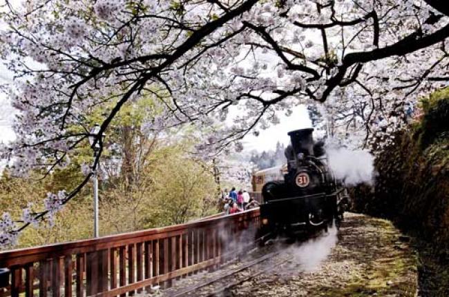  Taiwanese Tale of Cherry Blossoms!