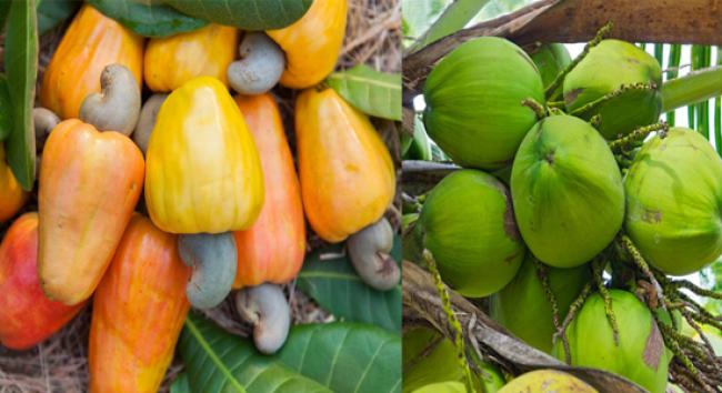 Goa Tourism to promote Coconut & Cashew Festival