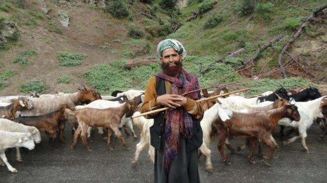 Cold September leads nomadic Gujjars-Bakkarwals to prepone annual tribal migration Cold September leads nomadic Gujjars-Bakkarwals to prepone annual tribal migration