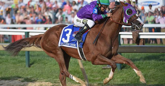 An American in Ascot: California Chrome will race in the Prince of Wales’s Stakes