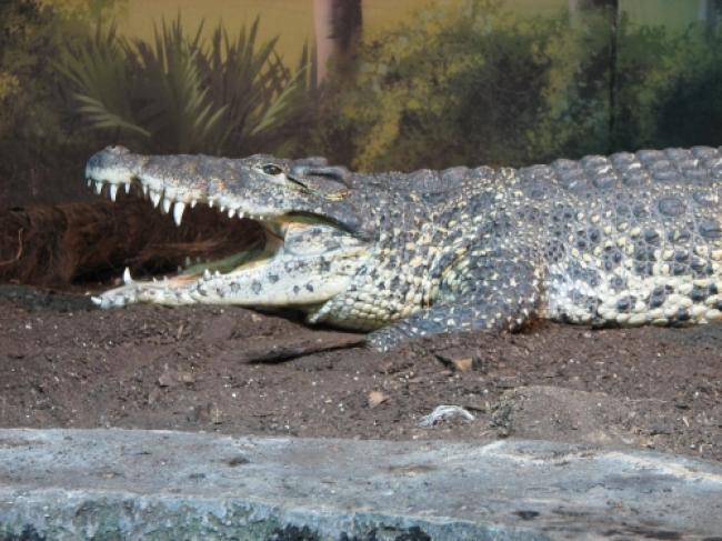 Crocodile spotted on Goa's popular beach Crocodile spotted on Goa's popular beach