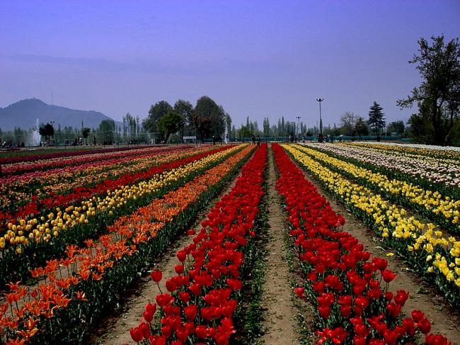 Tulip Garden opens for visitors in Kashmir Tulip Garden opens for visitors in Kashmir
