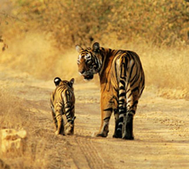 Ranthambore: Full-day safari a reality Ranthambore: Full-day safari a reality