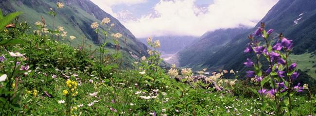 Valley of Flowers national park of Uttarakhand to open on June 5 Valley of Flowers national park of Uttarakhand to open on June 5