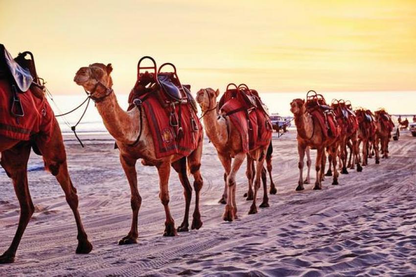 Tourism Western Australia receives industry offers as Visiting Friends and Family campaign Tourism Western Australia receives industry offers as Visiting Friends and Family campaign