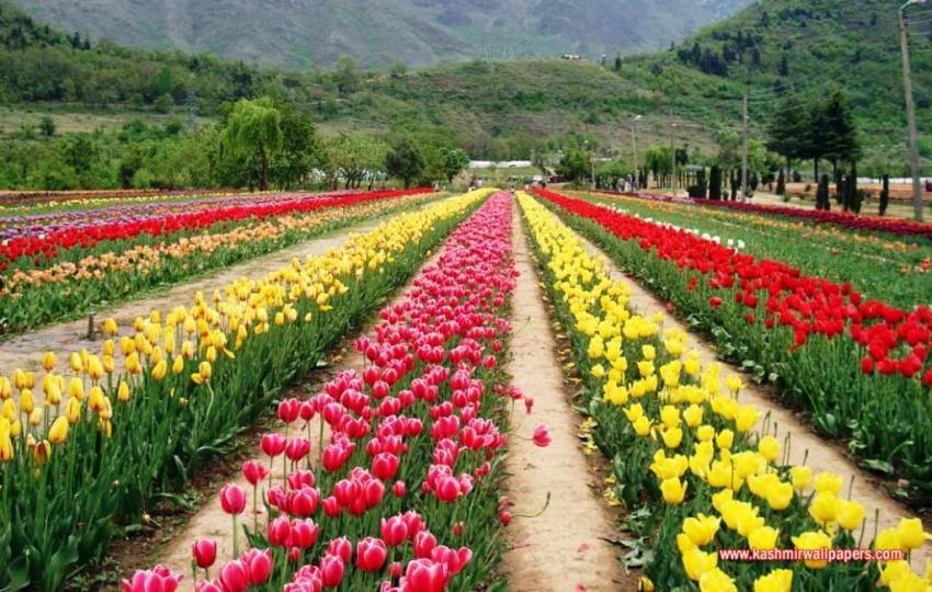 Kashmir: Tulip Gardens opens for visitors