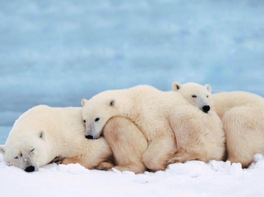 Vanishing ice boost to polar bear tourism in Alaska Vanishing ice boost to polar bear tourism in Alaska