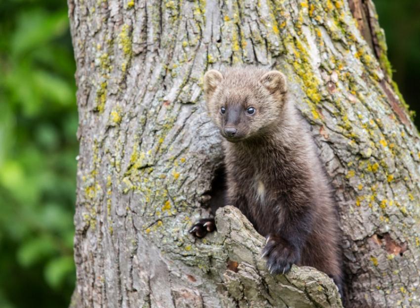 Elusive carnivores fishers from weasel family released in North Cascades National Park of USA's Washington State