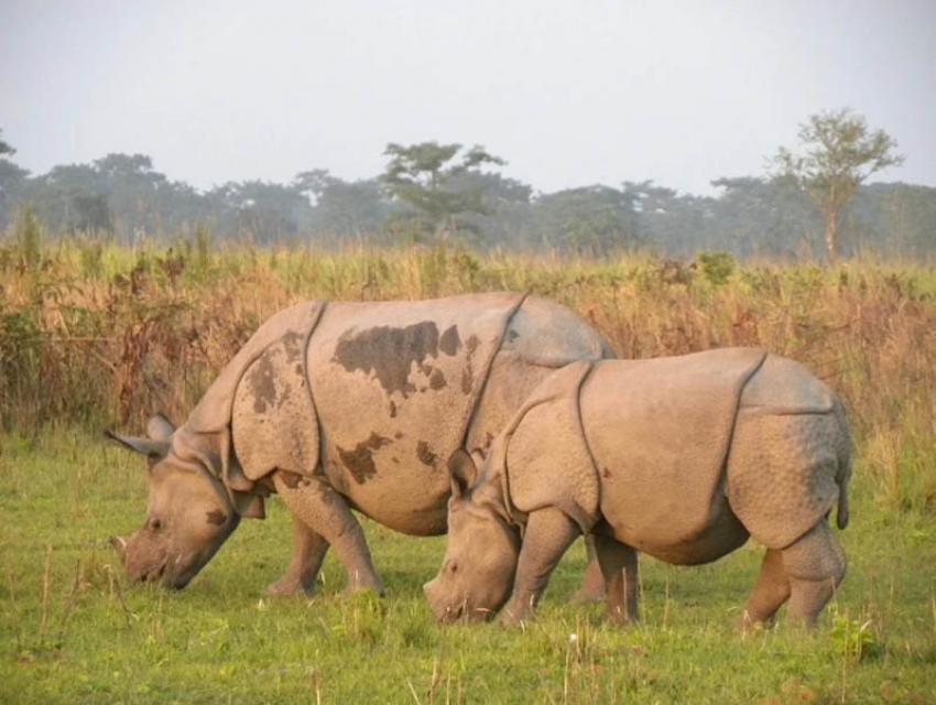 Take a cycle safari through Manas National Park