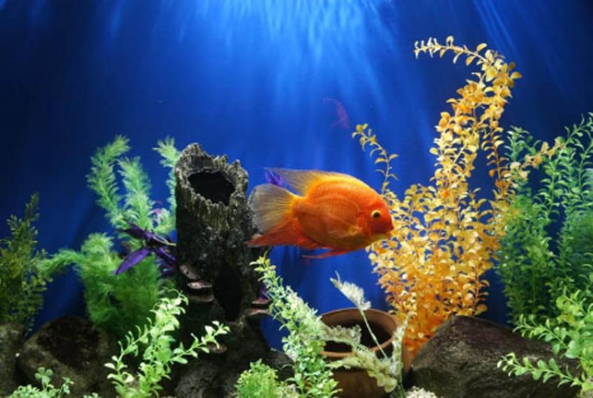 Have you seen these 8 popular aquariums of India? Have you seen these 8 popular aquariums of India?