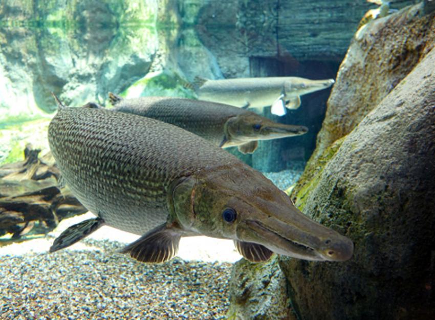 Bengaluru city railway station first in country to get a tunnel aquarium