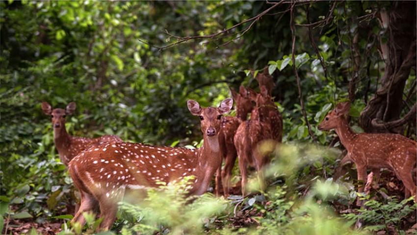 Dudhwa National Park of Uttar Pradesh opens on November 15 this year