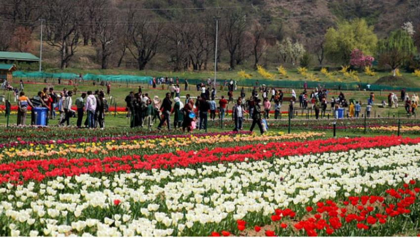 Jammu and Kashmir: Tulip garden thrown open Jammu and Kashmir: Tulip garden thrown open
