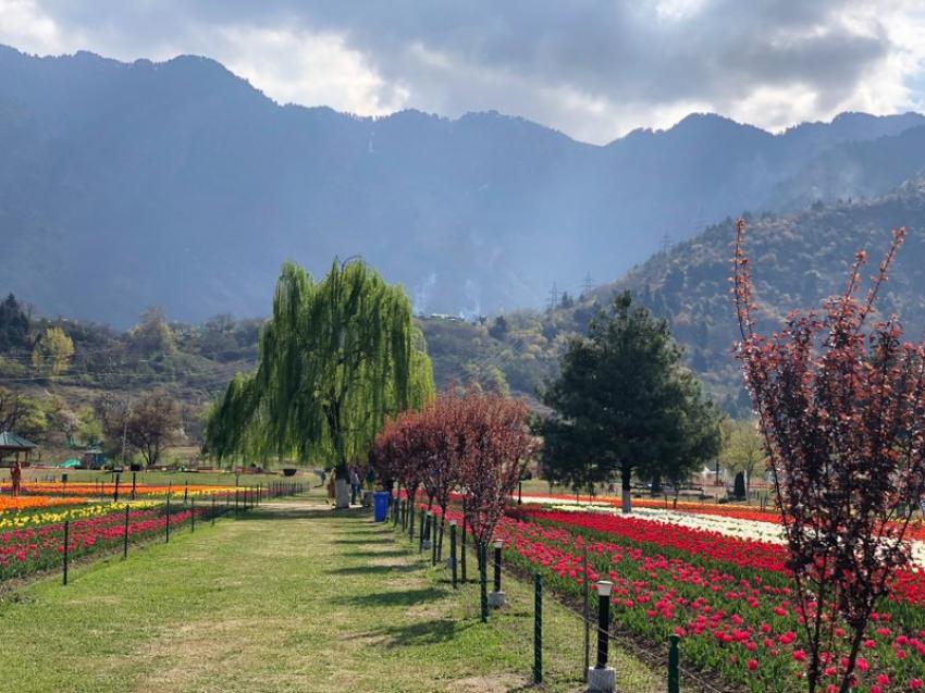 Asia's largest tulip garden in Srinagar attracts record visitors; expected to beat earlier records Asia's largest tulip garden in Srinagar attracts record visitors; expected to beat earlier records