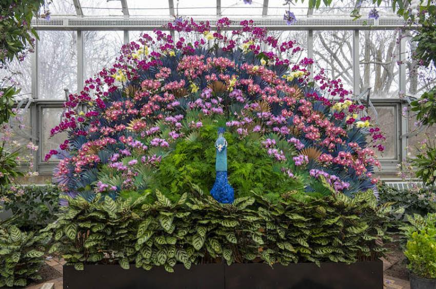 Take a vibrant journey at Chicago's 'The Orchid Show: India Blooms' Take a vibrant journey at Chicago's 'The Orchid Show: India Blooms'