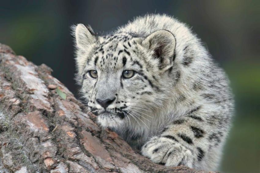 Want to Catch Snow Leopards? India's First High-Altitude Wildlife Safari is Coming to Ladakh