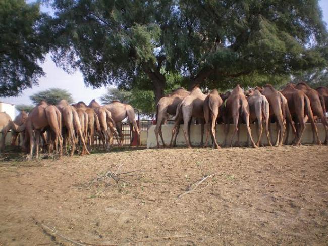 Camel breeding farm in Rajasthan's Bikaner