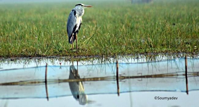 Wild Chilika