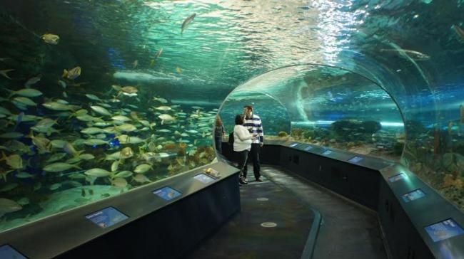 Ripleyâ€™s Aquarium of Canada