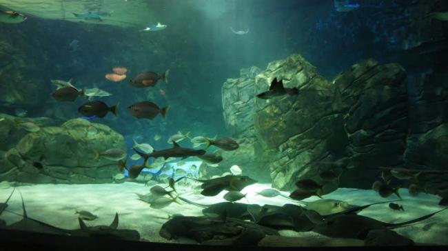  Ripleyâ€™s Aquarium of Canada