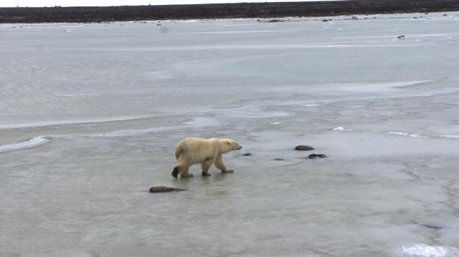 Lords of the Arctic